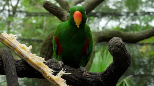 Eclectus papoušek jíst cukrové třtiny — Stock video