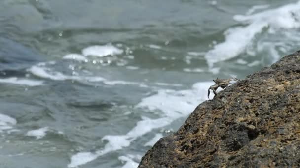 Краб на скале на пляже — стоковое видео