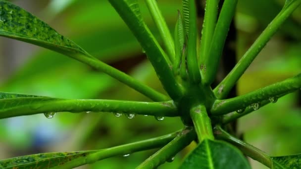 Plumeria blad med regndroppar — Stockvideo