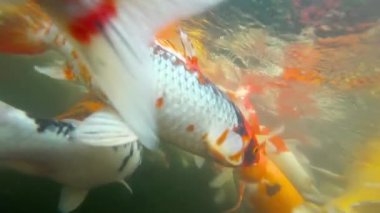 Sualtı Koi balık gölet yeme.