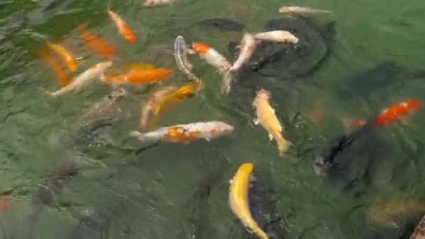 Koi fish and silver carp in pond eating. — Stock Video