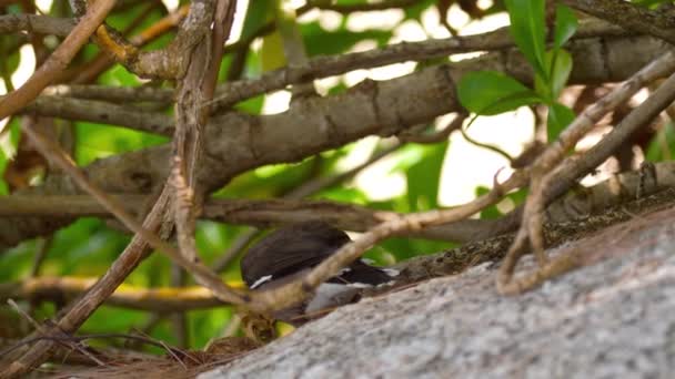 Společné posvátný - Acridotheres tristis- — Stock video