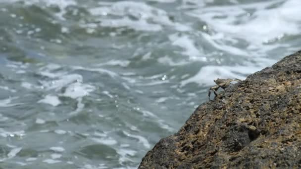 Kepiting di batu di pantai — Stok Video