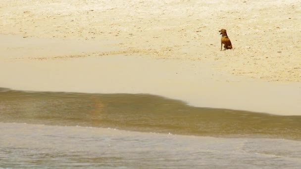 Dvärghund på sandstranden — Stockvideo