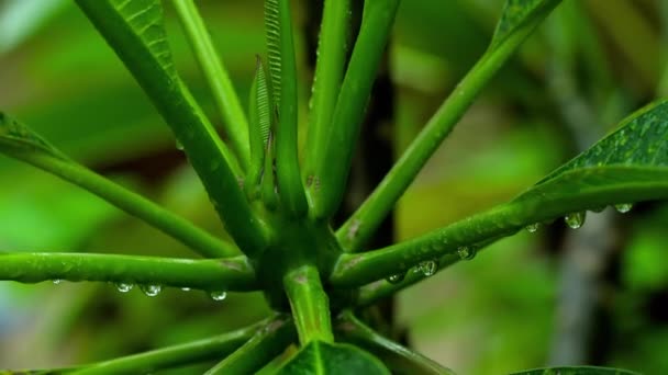 Plumeria listy s kapkami deště — Stock video