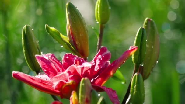 Yağmur sonra pembe Lily çiçek — Stok video