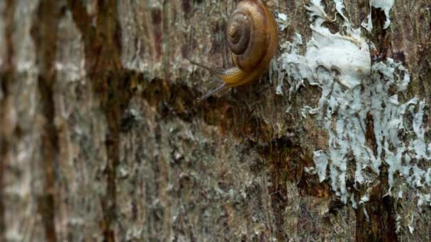 Escargot du jardin rampant, macro 