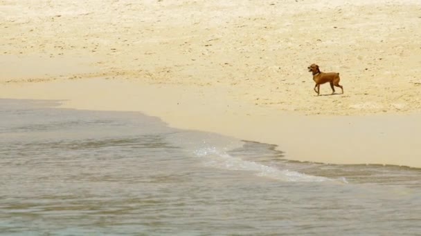 Brinquedo-terrier na praia arenosa — Vídeo de Stock