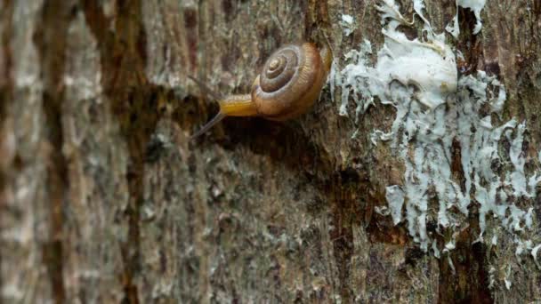 Escargot du jardin rampant, macro — Video