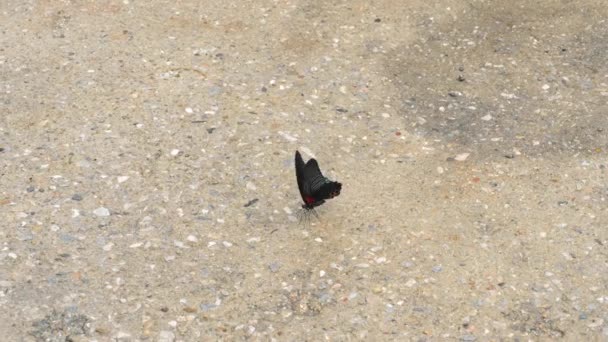 Mormon Commun Papillon Papilio Polytes Sur Chaussée — Video