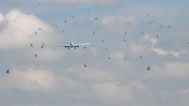 KLM Boeing 777 acercándose — Vídeo de stock