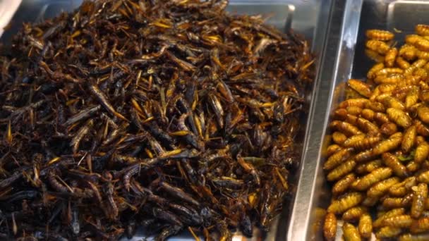 Fried insects sell in street market of Phuket, Thailand — Stock Video