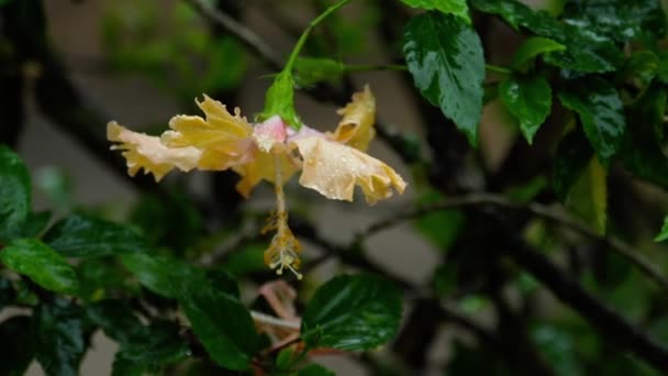 Flor de hibisco rosa bajo la lluvia — Vídeos de Stock