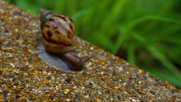 Schnecke Gleitet Über Das Nasse Pflaster Große Weiße Weichtierschnecken Mit — Stockvideo