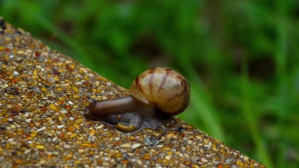 Caracol de jardín arrastrándose sobre el pavimento — Vídeos de Stock