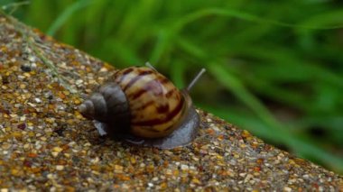 Bahçe salyangoz kaldırımda tarama