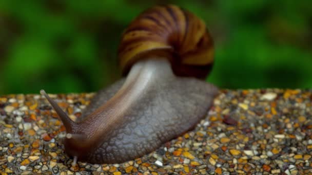 在人行道上爬行的花园蜗牛 — 图库视频影像