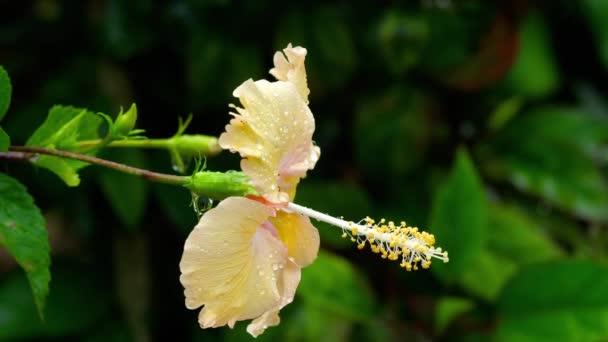 Morbido fiore di ibisco arancione dopo la pioggia — Video Stock