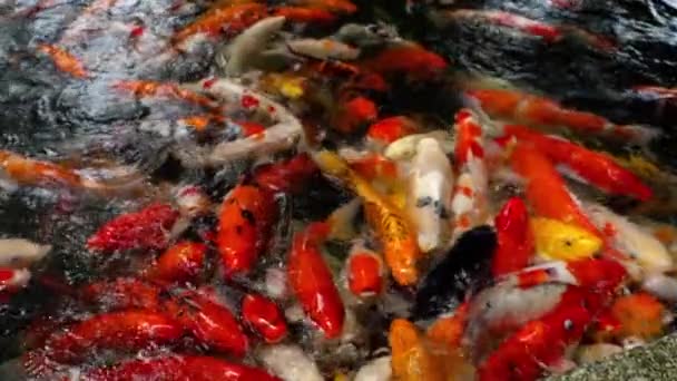 Poisson koï dans l'étang manger . — Video