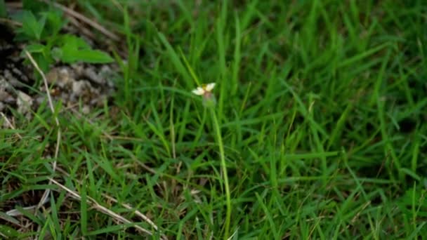 Borboleta monarca em flor — Vídeo de Stock