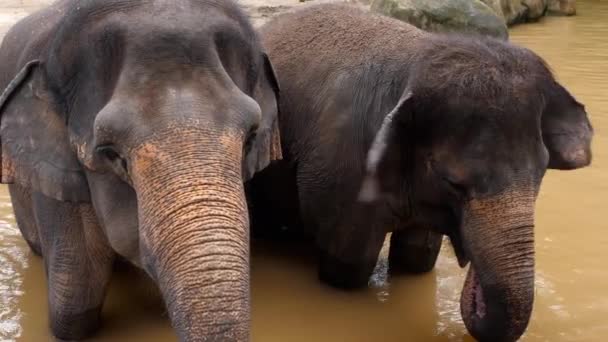 Olifanten voeren in Nationaal Park — Stockvideo