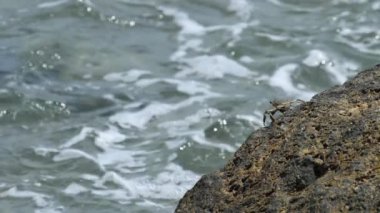 Sahildeki kayadaki yengeç