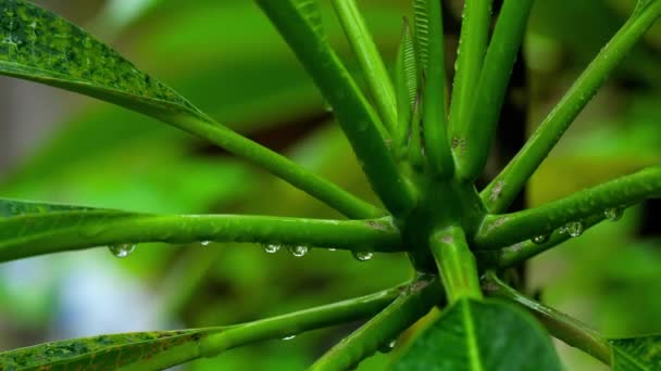 Plumeria blad med regndroppar — Stockvideo
