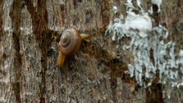 Garden snail crawling, macro — Stock Video