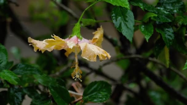 Rosa hibiskus blomma under regn — Stockvideo