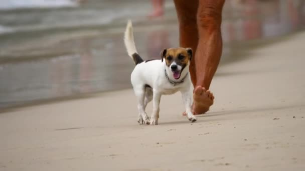 杰克罗素Terrier狗在海滩上 — 图库视频影像