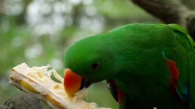 Eclectus papağanı yemek şeker kamışı