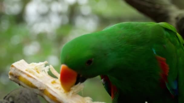 Eclectus papoušek jíst cukrové třtiny — Stock video