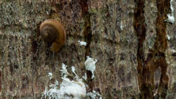 Caracol de jardín arrastrándose, macro — Vídeos de Stock