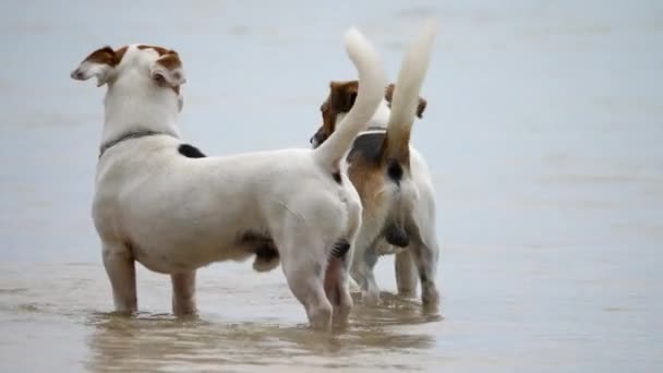 Jack Russell Terrier cani sulla spiaggia — Video Stock