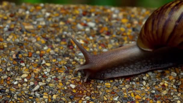 Garden snail crawling on pavement — Stock Video