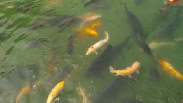 Poisson koï et carpe argentée dans l'étang de manger . — Video