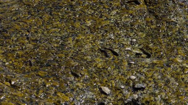 Rockskipper pesce sulla roccia in spiaggia — Video Stock