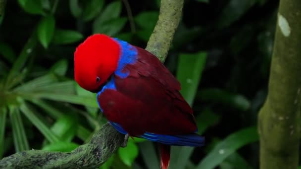 Roter Eklektus-Papagei — Stockvideo
