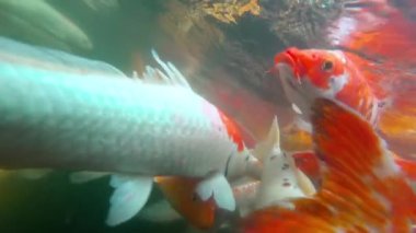 Koi balık gölet su altında. Koi nishikigoi, Amur sazan şeklinde renkli