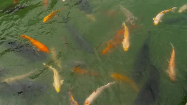 Koi fish and silver carp in pond eating. — Stock Video