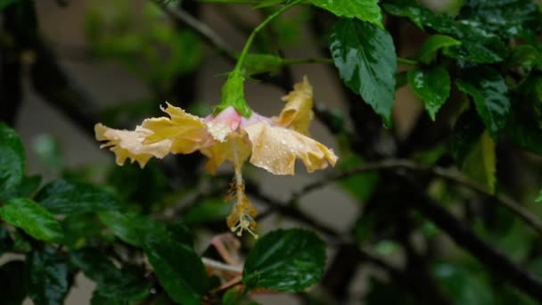 Pink hibiscus flower under rain — Stock Video