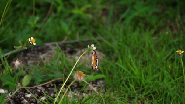 Monarch vlinder op bloem — Stockvideo