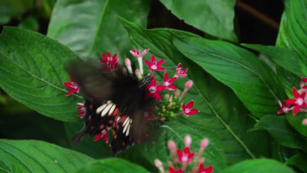 Mariposa común mormón — Vídeo de stock