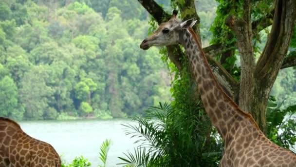 Giraffe in savannah — Stock Video