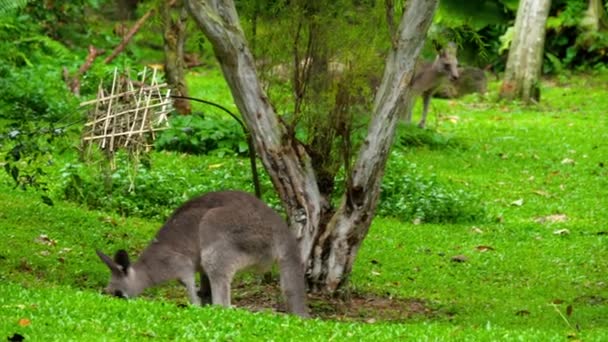 Кенгуру ест траву в сафари-парке — стоковое видео