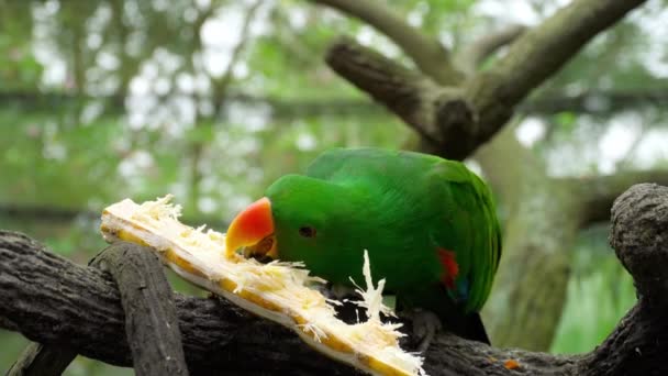 Eclectus loro comer caña de azúcar — Vídeo de stock