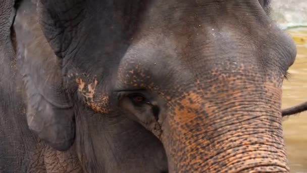 Utfodring elefanter i nationalparken — Stockvideo
