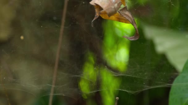 Frequently spider web macro — Stock Video