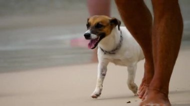 Jack Russell Terrier köpekleri sahilde