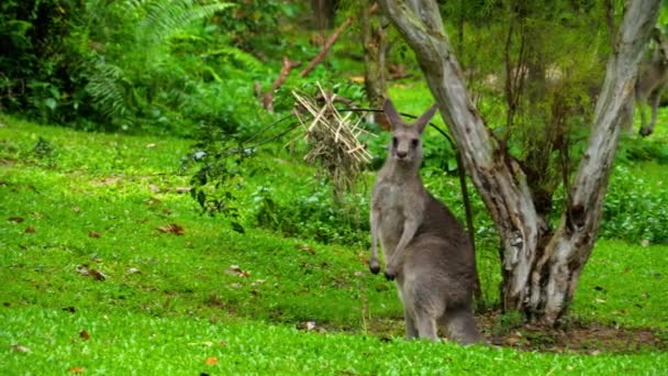 上一个野生动物园里吃草的袋鼠 — 图库视频影像